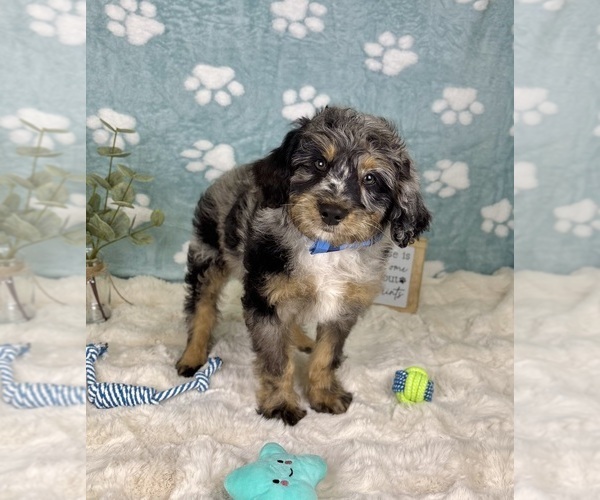Medium Photo #6 Bernedoodle (Miniature) Puppy For Sale in NOBLESVILLE, IN, USA