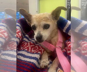 Chihuahua Dogs for adoption in Rancho Cucamonga, CA, USA