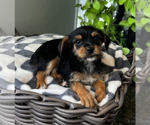 Yorkshire Terrier Puppy for sale in FRANKLIN, IN, USA