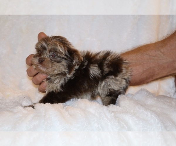 Medium Photo #13 ShihPoo Puppy For Sale in DYERSBURG, TN, USA