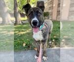 Small #2 American Pit Bull Terrier Mix