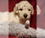 Puppy Colonel B Goldendoodle-Poodle (Standard) Mix