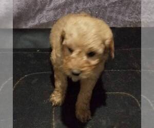 Goldendoodle-Poodle (Miniature) Mix Puppy for sale in ARTHUR, IL, USA