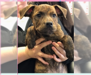 American Staffordshire Terrier-Labrador Retriever Mix Dogs for adoption in Brewster, NY, USA