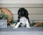 Small Photo #33 Cocker Spaniel Puppy For Sale in SEAMAN, OH, USA