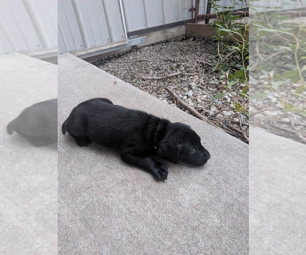 Medium Photo #6 Labrador Retriever Puppy For Sale in PIERSON STATION, IL, USA