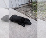 Light purple - Male Labrador Retriever Puppy for Sale - Photo #6