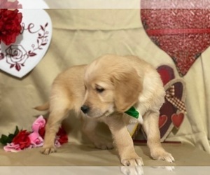 Golden Retriever Puppy for sale in LANCASTER, PA, USA