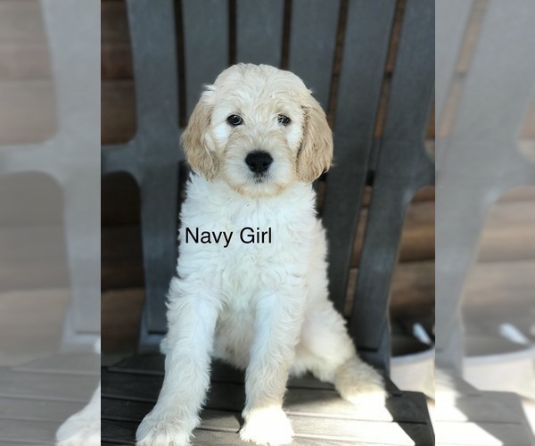 Medium Photo #4 Goldendoodle Puppy For Sale in JACKSONVILLE, FL, USA