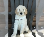 Small Photo #4 Goldendoodle Puppy For Sale in JACKSONVILLE, FL, USA