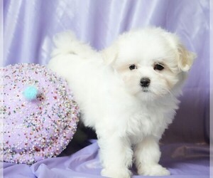 Maltese Puppy for sale in ROCK VALLEY, IA, USA
