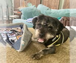 Small #4 Poodle (Miniature) Mix