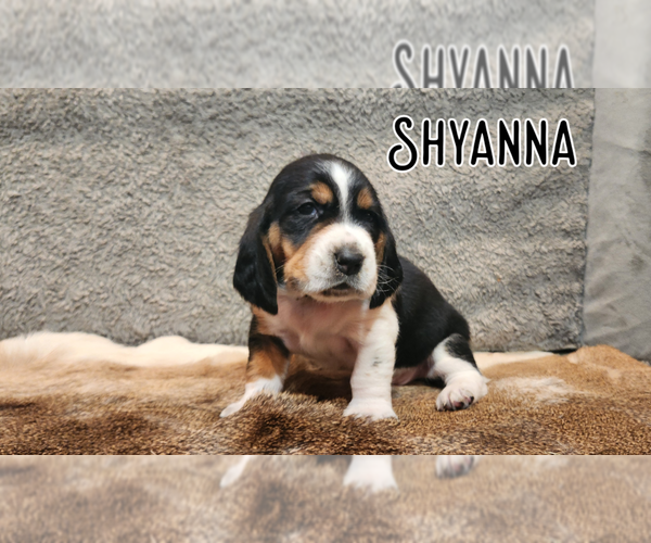 Medium Photo #26 Basset Hound Puppy For Sale in BYHALIA, MS, USA