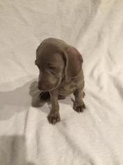 Weimaraner Puppy for sale in LAKE MARY, FL, USA