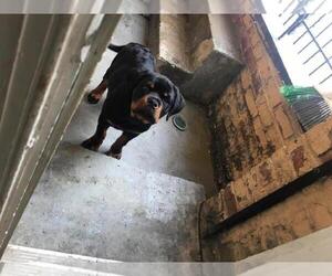 Rottweiler Puppy for sale in WOODBRIDGE, VA, USA