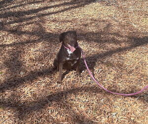 Lilah - Female Feist Terrier-Labrador Retriever Mix Dog for Adoption - Photo #6