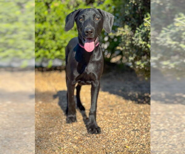 Medium Photo #3 Doberman Pinscher Puppy For Sale in PIPE CREEK, TX, USA