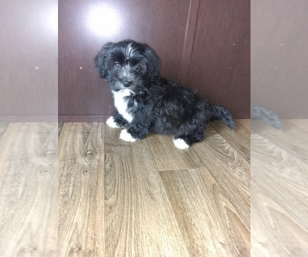 Medium Photo #3 Morkie Puppy For Sale in LAPEER, MI, USA