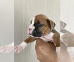 Small Photo #9 Boxer Puppy For Sale in LUCERNE VALLEY, CA, USA