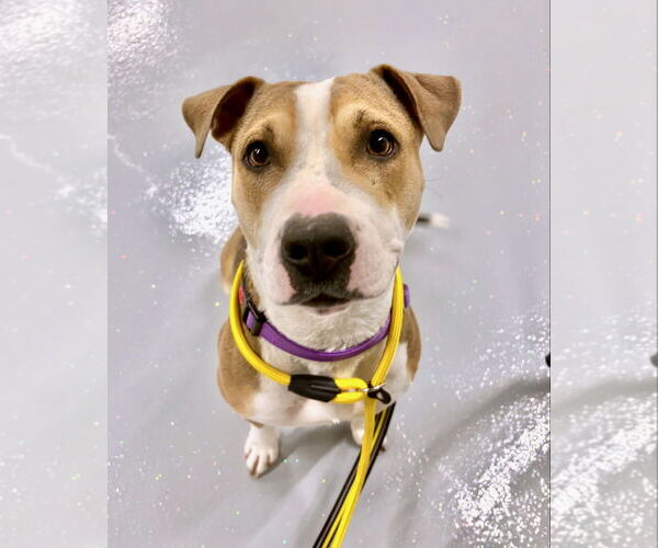 Medium Photo #2 Mutt Puppy For Sale in GILBERTS, IL, USA