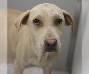 American Staffordshire Terrier-Unknown Mix Dogs for adoption in San Antonio, TX, USA