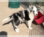 Small #26 Shetland Sheepdog