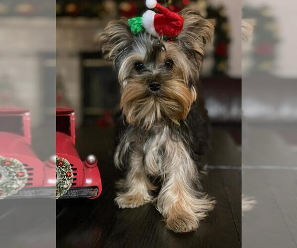 Medium Photo #7 Yorkshire Terrier Puppy For Sale in PALO ALTO, CA, USA