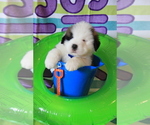 Small #6 Saint Bernard
