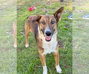 Mutt Dogs for adoption in Conroe, TX, USA