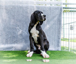 Small #2 Great Dane