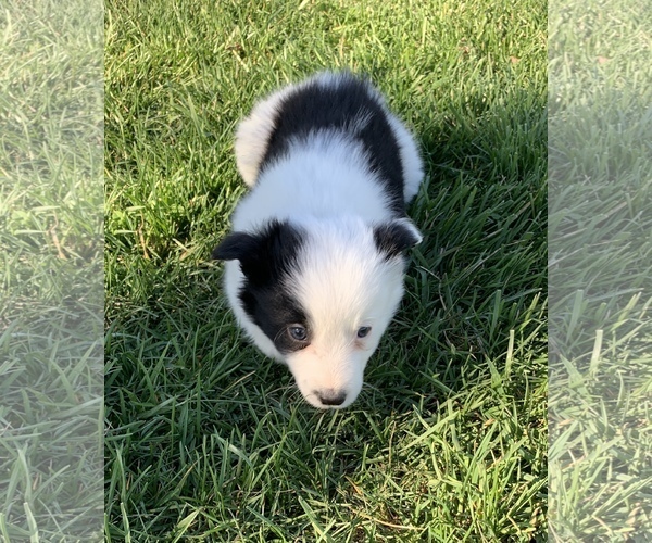 Medium Photo #1 Border Collie Puppy For Sale in MILTON, KY, USA