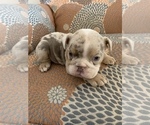Small Photo #1 English Bulldog Puppy For Sale in CIBOLO, TX, USA