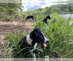 Small Photo #2 Border Collie Puppy For Sale in NAPLES, TX, USA