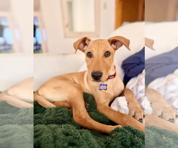 Medium Photo #6 Labrador Retriever-Unknown Mix Puppy For Sale in Oak Bluffs, MA, USA