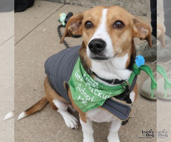 Medium Photo #2 Beagle-Unknown Mix Puppy For Sale in Washington, DC, USA