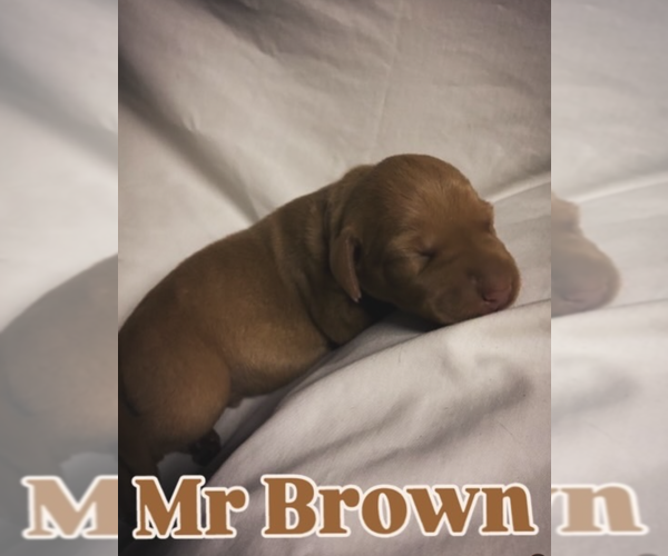 Medium Photo #4 Vizsla Puppy For Sale in AGUA DULCE, CA, USA