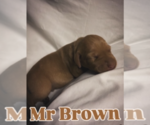 Puppy Mr Brown Vizsla