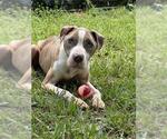Small #1 American Staffordshire Terrier