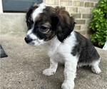 Puppy 4 YorkiePoo