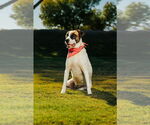 Small #3 Treeing Walker Coonhound