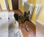 Small #3 German Shepherd Dog