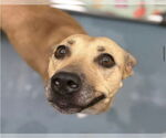 Small #5 American Staffordshire Terrier Mix