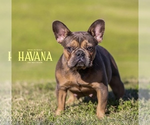 French Bulldog Puppy for sale in HOUSTON, TX, USA