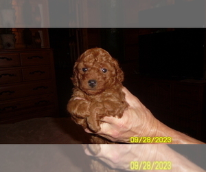 Poodle (Toy) Puppy for sale in DULUTH, GA, USA