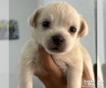 Small #1 Maltese Mix