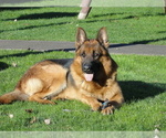 Small Photo #10 German Shepherd Dog Puppy For Sale in FOREST GROVE, OR, USA