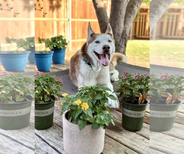 Medium Photo #7 Siberian Husky Puppy For Sale in Carrollton, TX, USA