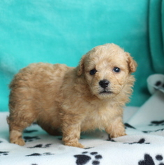 Medium Bernedoodle