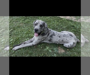 Father of the Cane Corso-Daniff Mix puppies born on 07/04/2025