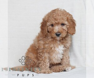 Poodle (Miniature) Puppy for sale in HONEY BROOK, PA, USA